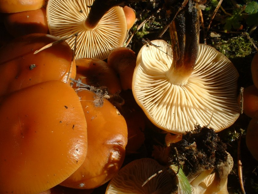 ultimi della stagione